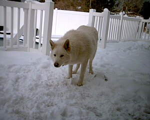 Wolf hybrid