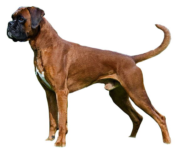 Boxer