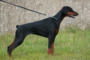 Female Doberman