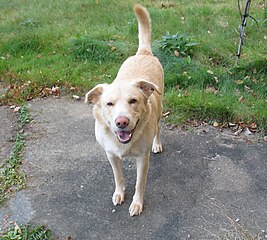German Shepherd-Labrador mix