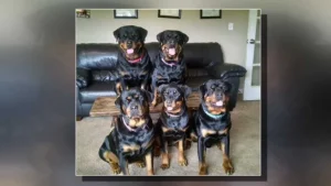 Pack-of-rottweilers