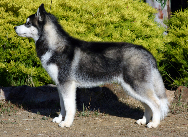 Siberian husky