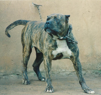 Mastiff (Presa Canario)