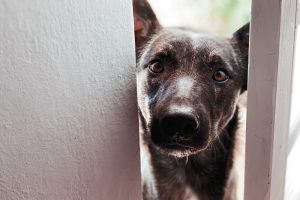 My dog won’t bite: What healthcare and social workers need to know.